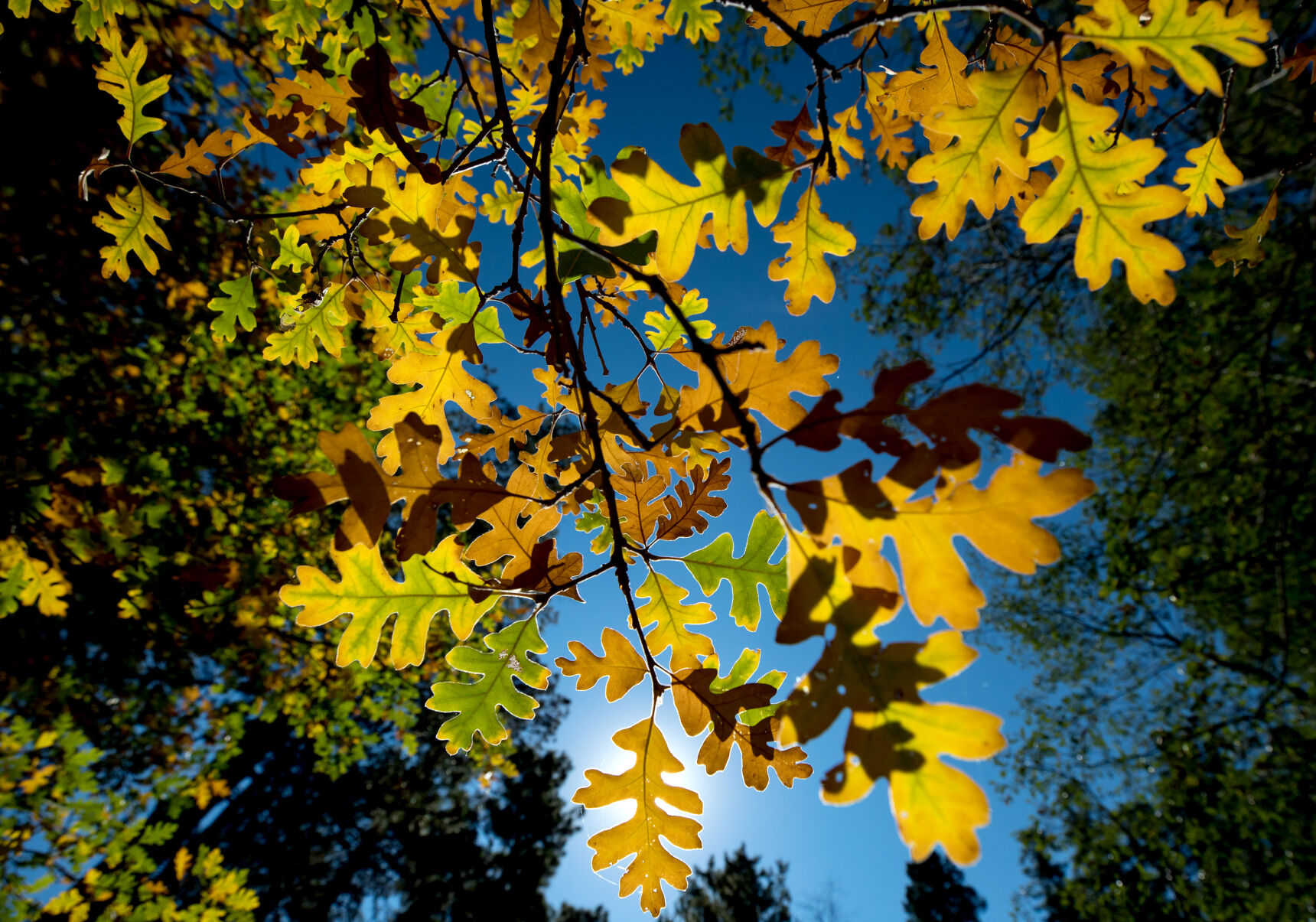 Fall colors